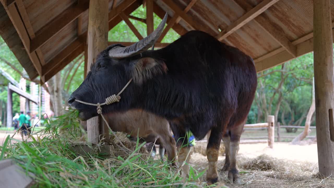 大泰国水牛正在马厩里吃草。视频素材