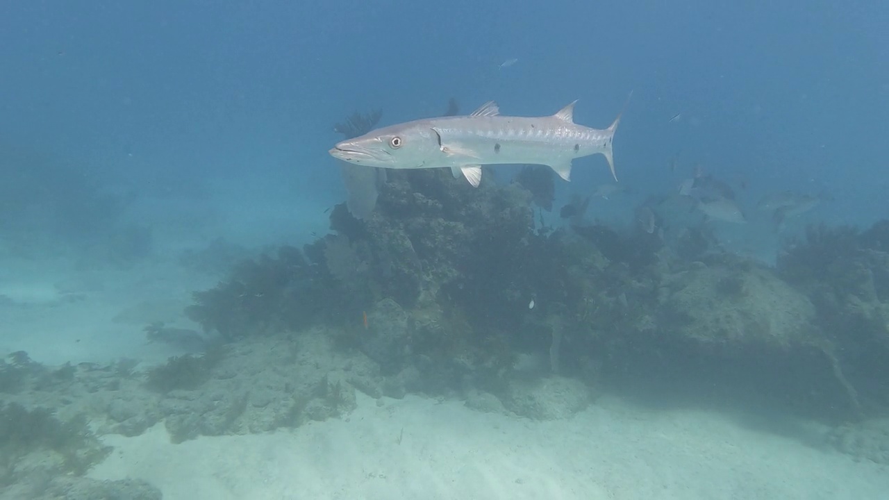 一条巨大的梭鱼(Sphyraena Barracuda)在美国佛罗里达群岛的水下游泳。视频素材