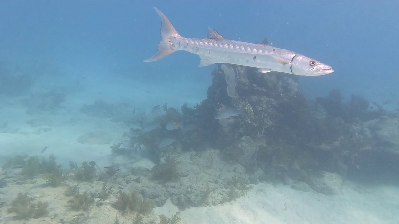 一条巨大的梭鱼(Sphyraena Barracuda)在美国佛罗里达群岛的水下游泳。视频素材