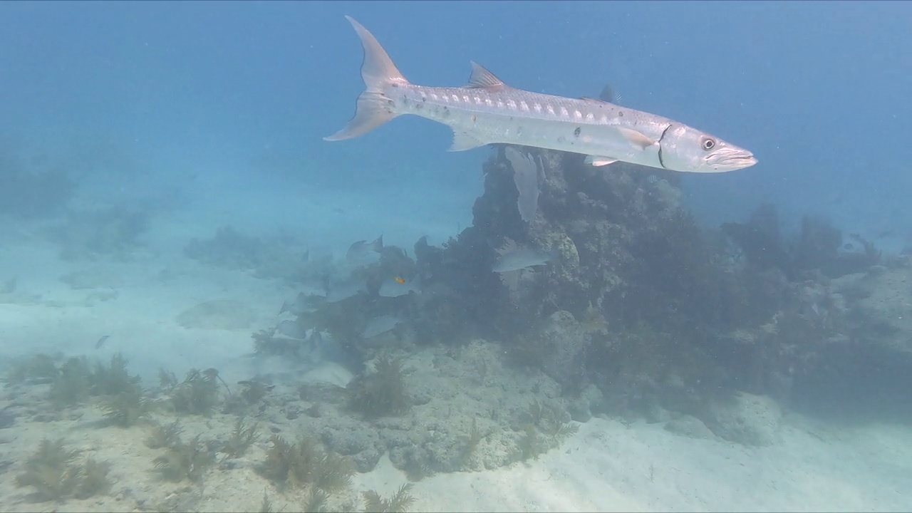 一条巨大的梭鱼(Sphyraena Barracuda)在美国佛罗里达群岛的水下游泳。视频素材