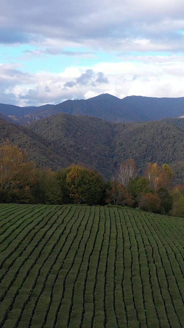 索契附近山区的高山种植园。茶树生长在山坡上。有机产品。茶叶的种植与收获。鸟瞰图视频素材