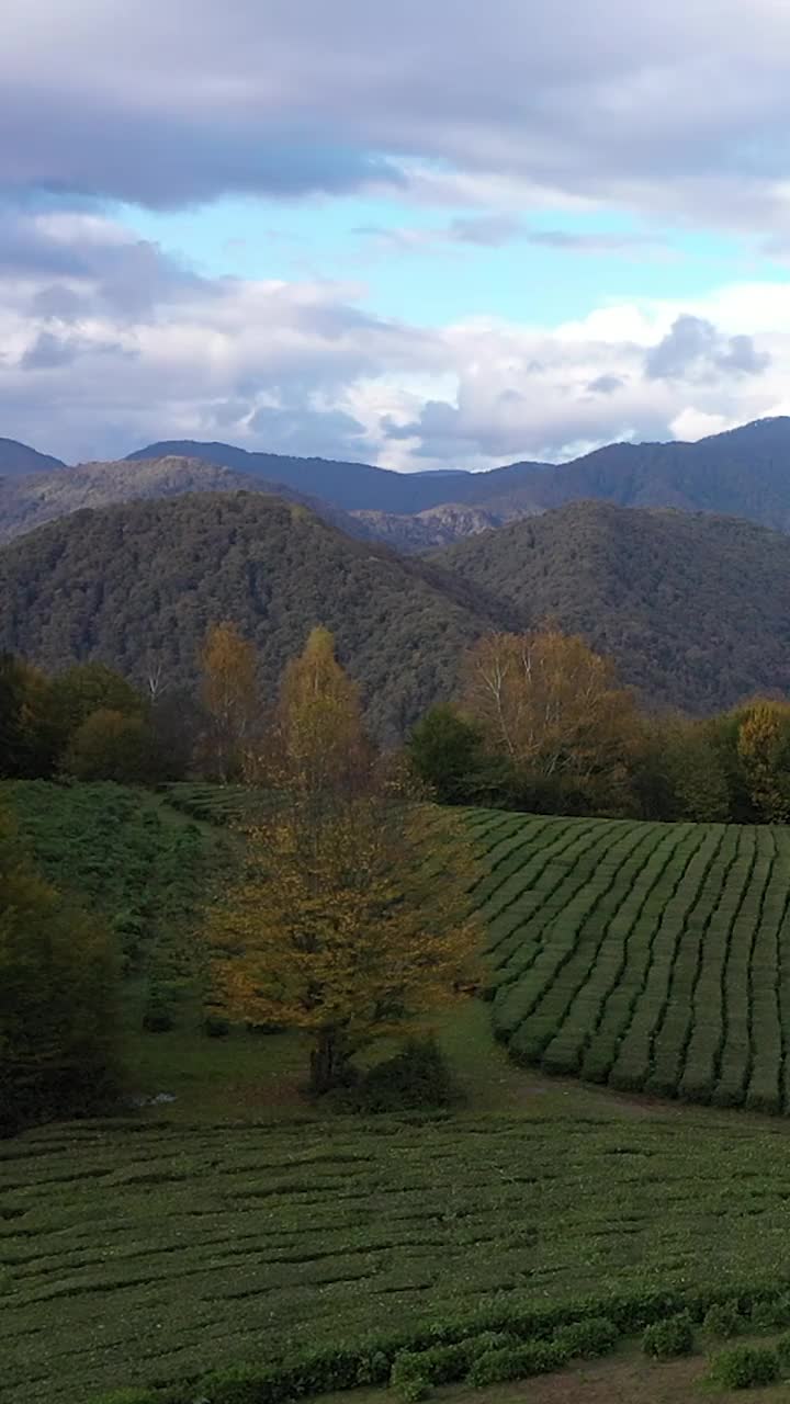 索契附近山区的高山种植园。茶树生长在山坡上。有机产品。茶叶的种植与收获。鸟瞰图视频素材