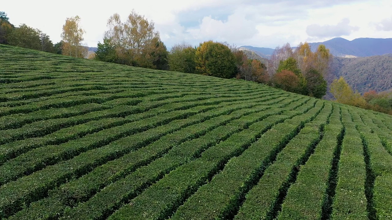 索契附近山区的高山种植园。茶树生长在山坡上。有机产品。茶叶的种植与收获。鸟瞰图视频素材