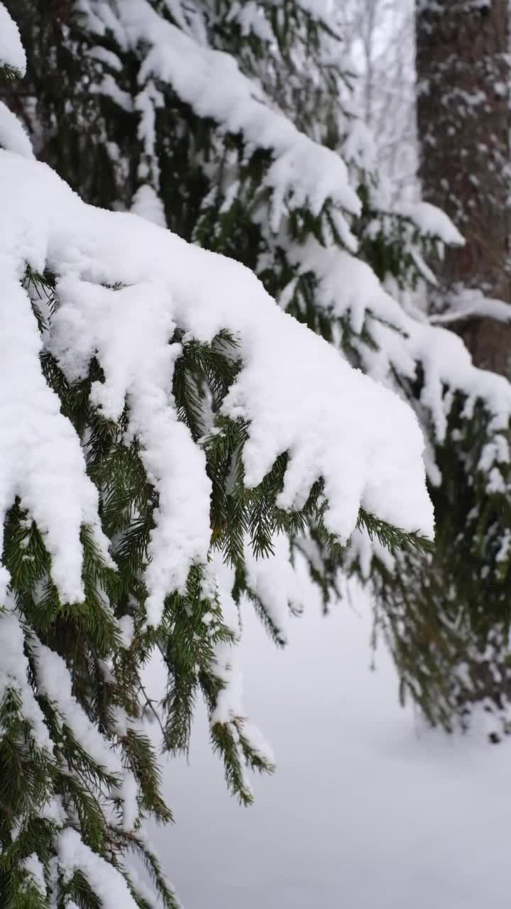 美丽的冬季景观，冷杉树被雪覆盖。垂直视频视频素材