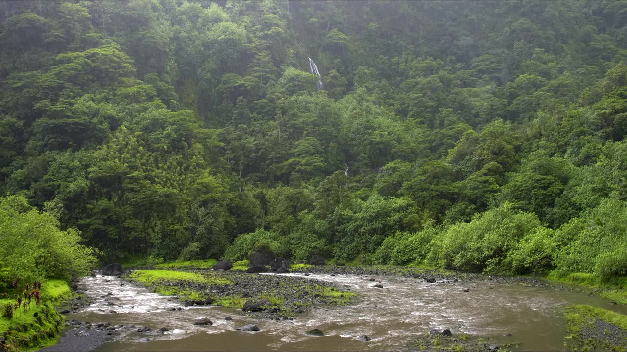 雨林河流中的降雨视频下载