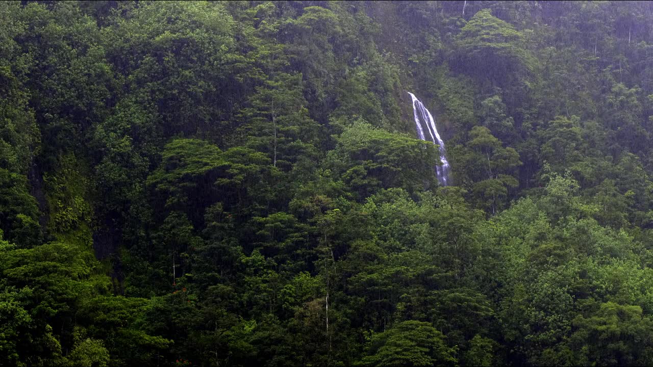 雨林中的瀑布视频下载