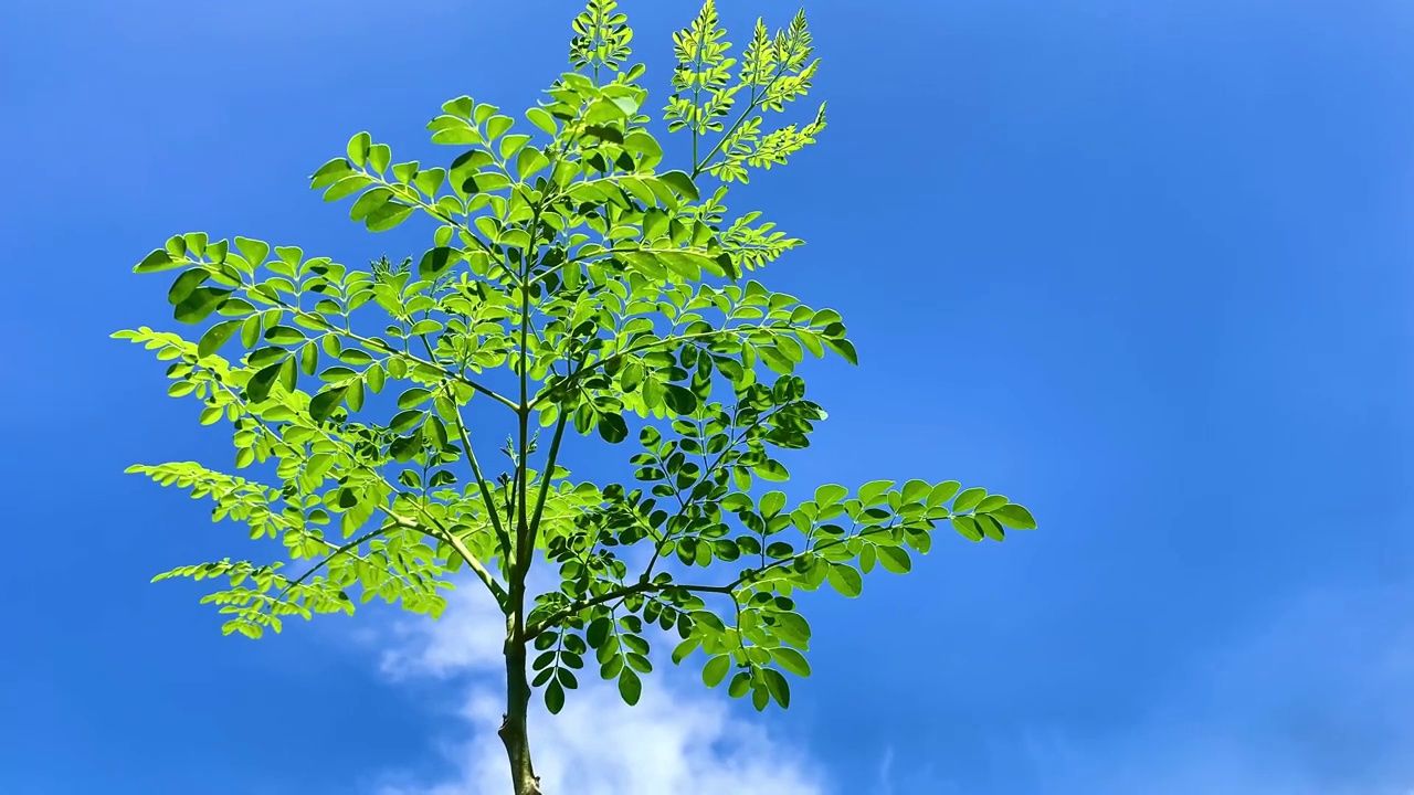 辣木叶衬着美丽的天空背景视频素材