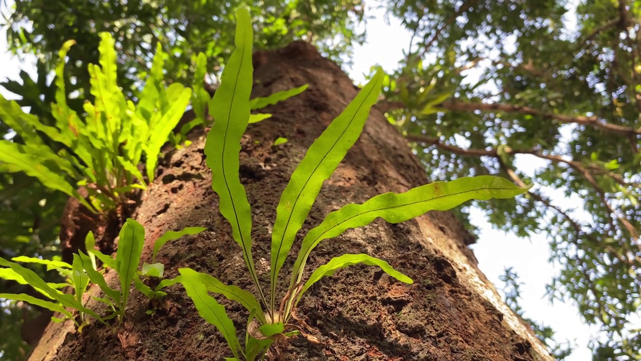 丛林树的正下方，微孔附着在树干上视频素材