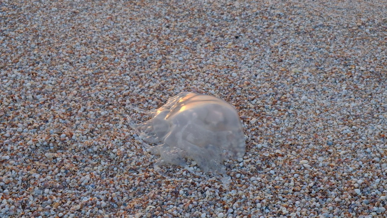 海蜇角在海边夏天，秋天，春天，你可以听到水的声音视频下载