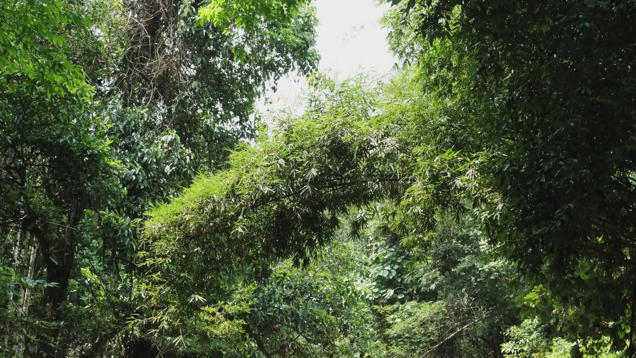 热带山水风景尽收眼底，流水溪流常绿热带雨林。视频素材