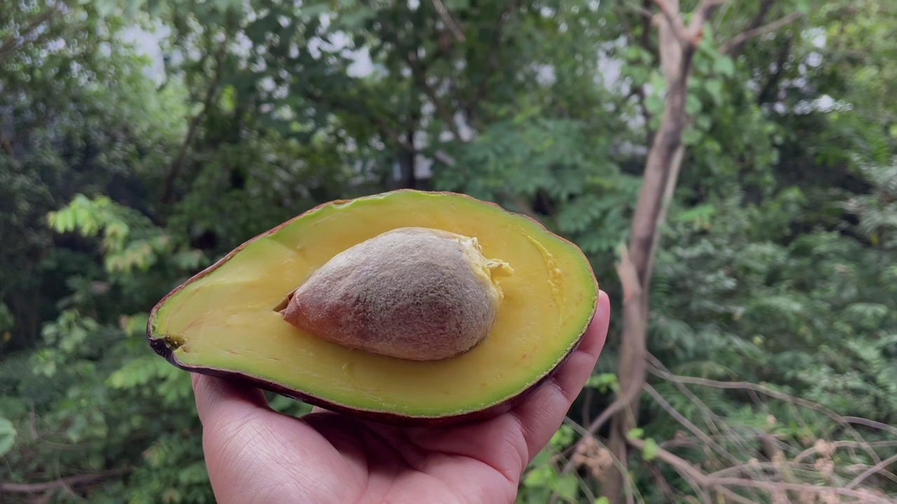 一半的牛油果视频素材