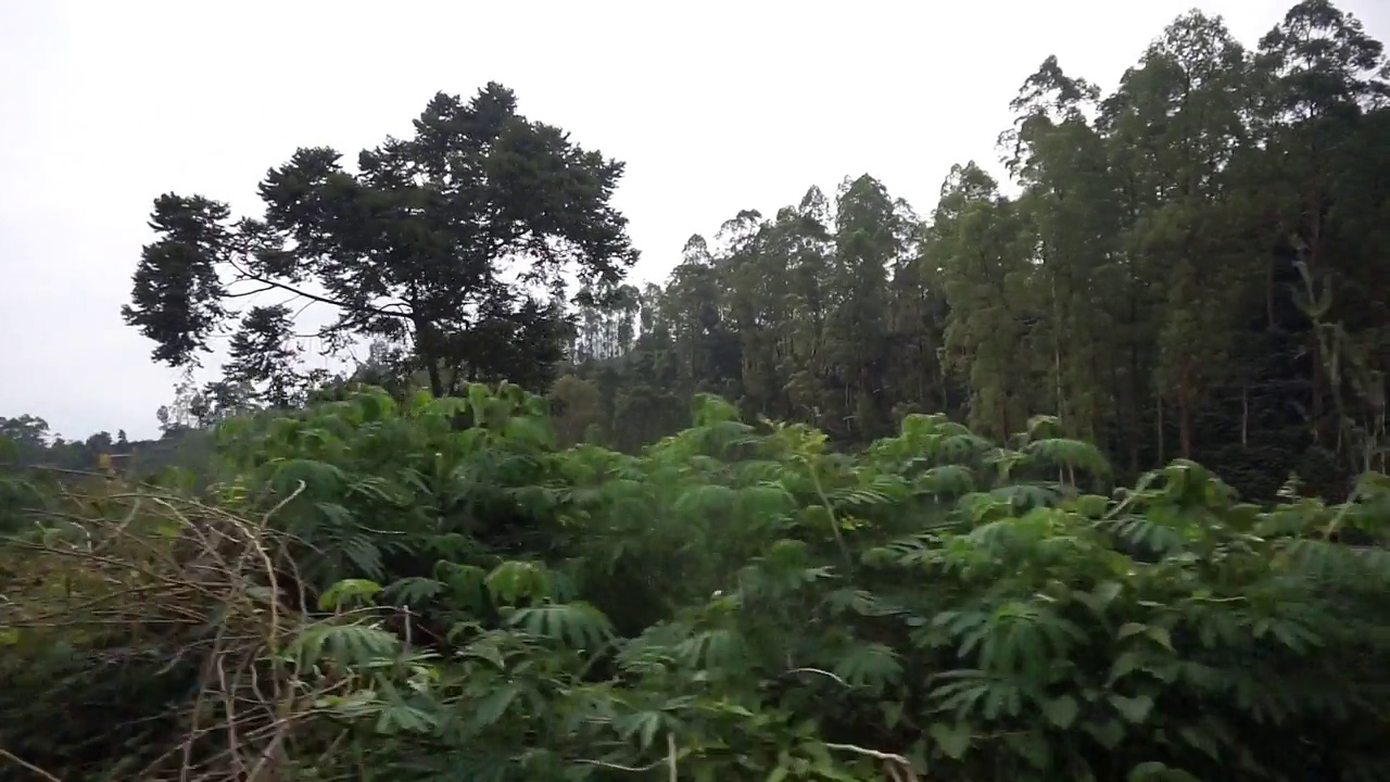 白天雨后多云多雾，沿途有山峦和高大绿树的自然风光视频素材