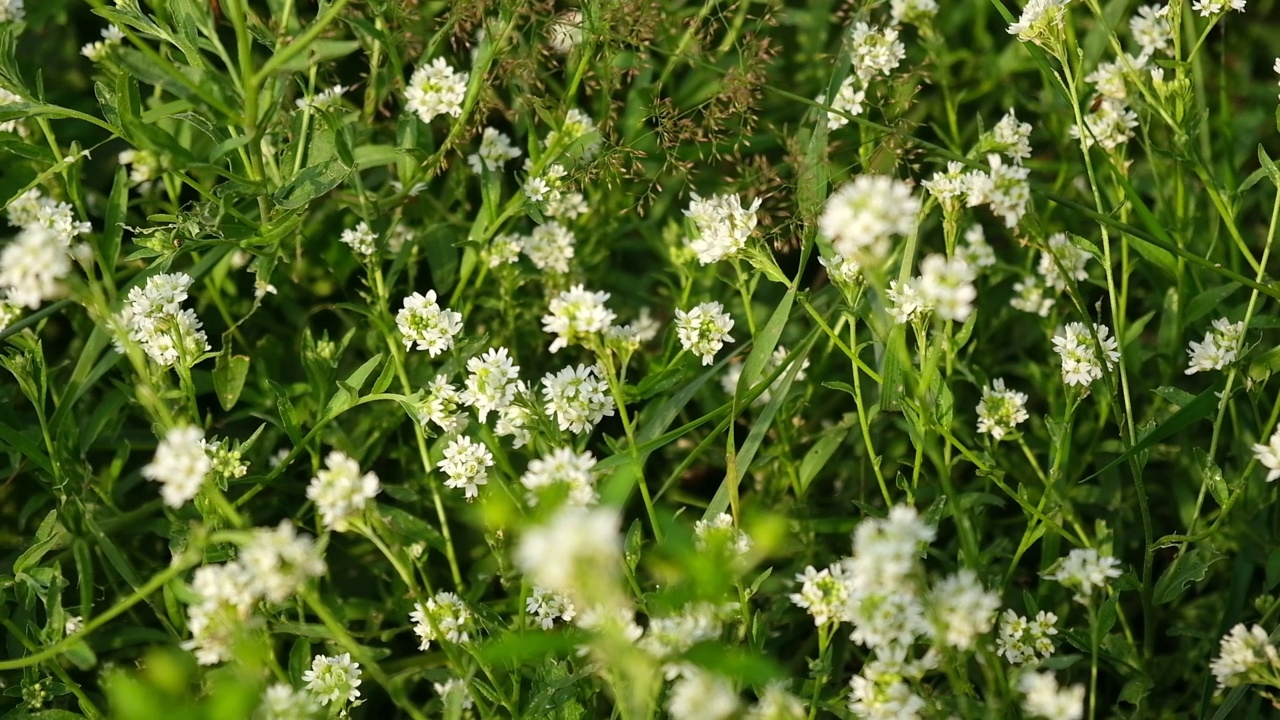 白芥菜是十字花科芥菜科的开花植物。它通常的名字是alyssum, false hoary madwort, hoary berteroa和hoary alison。这种植物对马有毒。视频素材