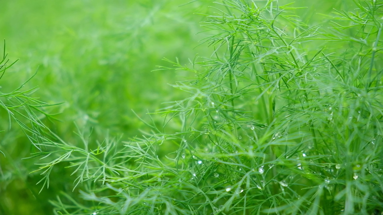 在花园床上生长的新鲜莳萝。农场种植园的户外莳萝香草。绿叶茴香与露珠水滴接近。有机农业，农业。辛辣的绿色植物烹饪。蔬菜视频素材