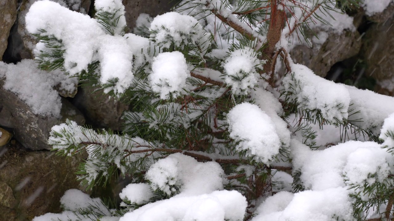 雪针叶树视频下载