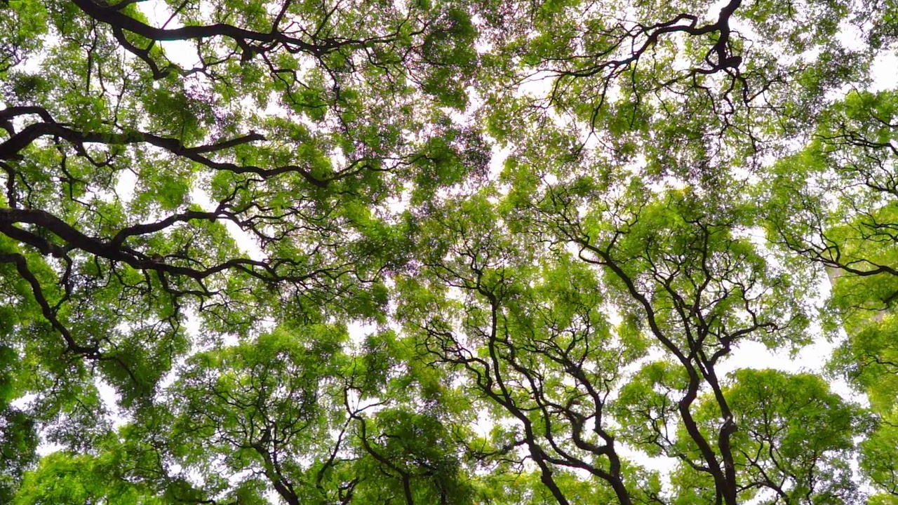 丛林热带森林与绿色的树顶背景。美丽的高大树木，明亮的绿色叶子映衬着夏日阳光明媚的天空。自然，放松理念。视频素材