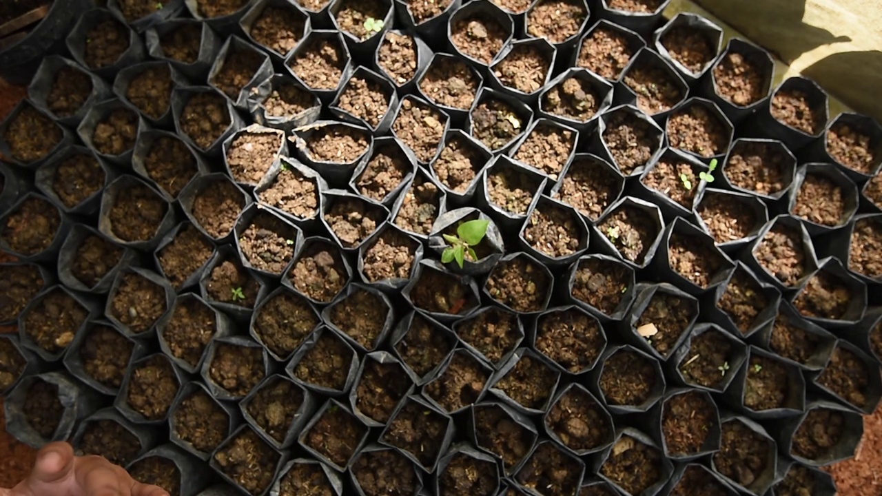 播种有机植物种子视频素材