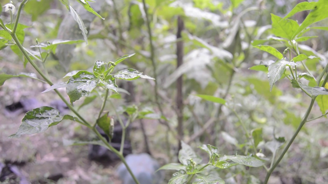 在菜园里拍摄的红辣椒植物视频素材