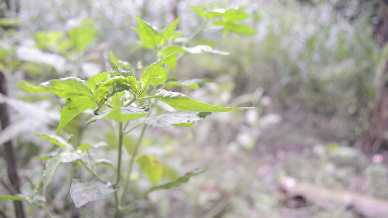 在菜园里拍摄的红辣椒植物视频素材