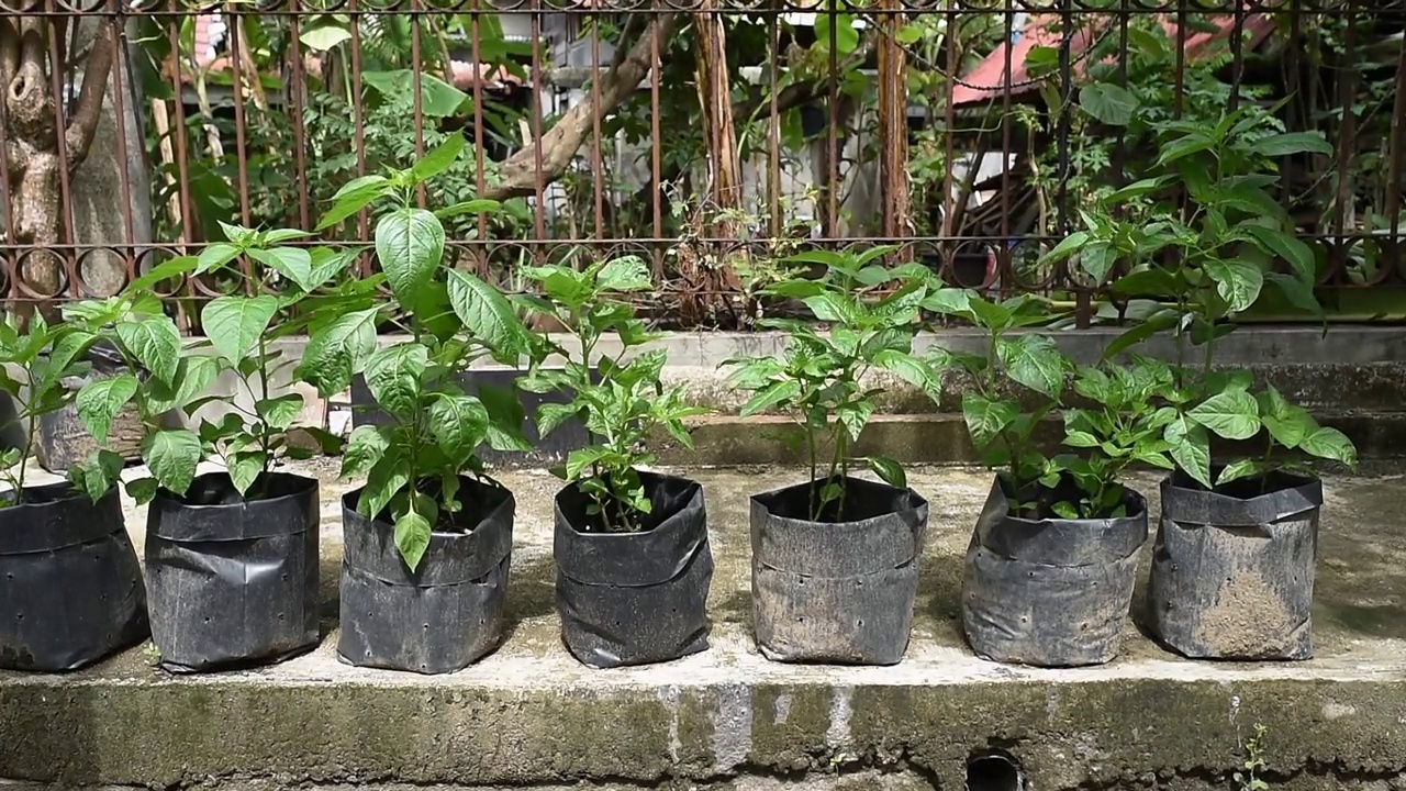 房子前面的有机辣椒植物视频素材