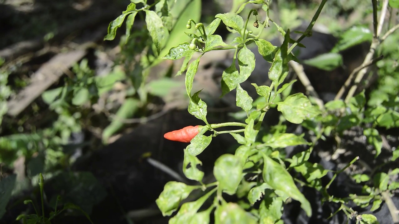 在菜园里拍摄的红辣椒植物视频素材