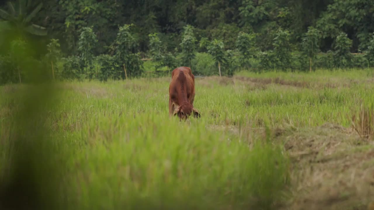 驼鹿在绿色的田野上吃草视频素材