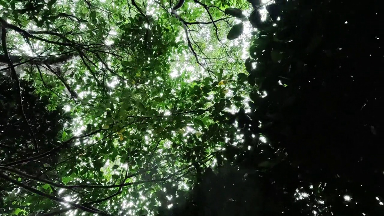 在下雨天穿过树林视频下载