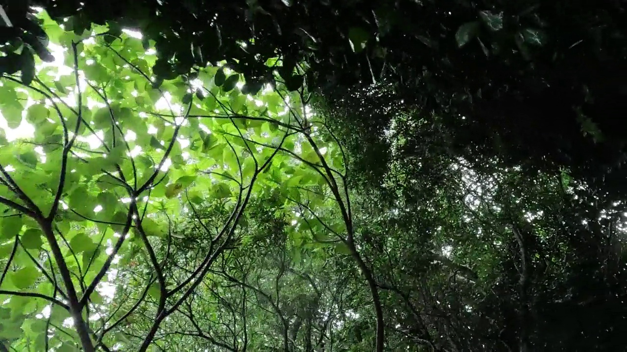 在下雨天穿过树林视频下载