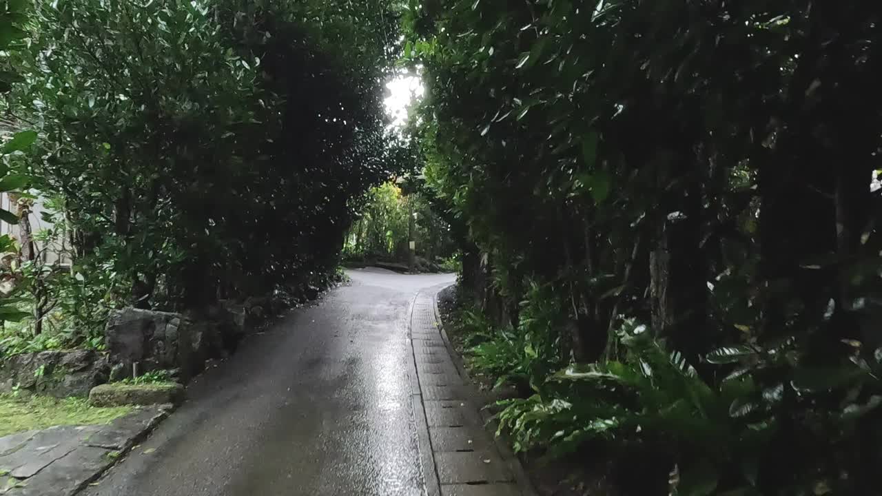 在下雨天穿过树林视频素材