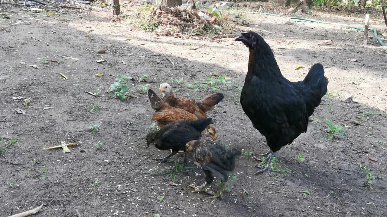 黑妈妈母鸡和小鸡。视频素材