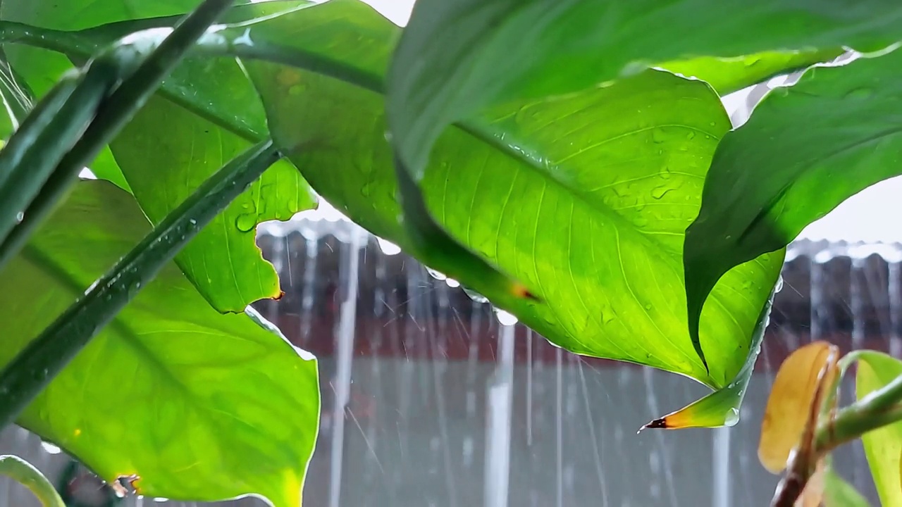 雨水落在绿色植物上视频素材