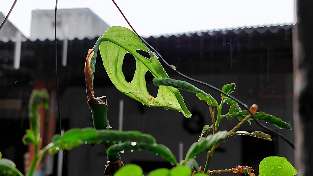 雨水落在绿色植物上视频素材