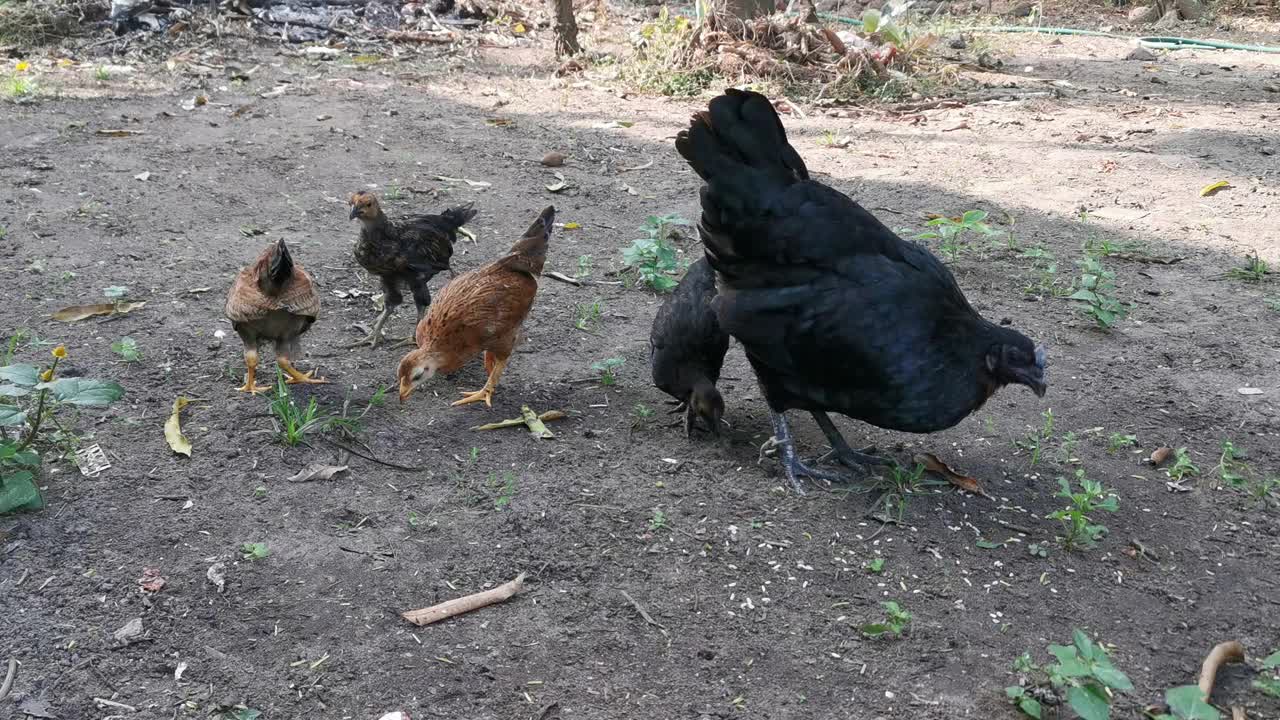 黑妈妈母鸡和小鸡视频素材