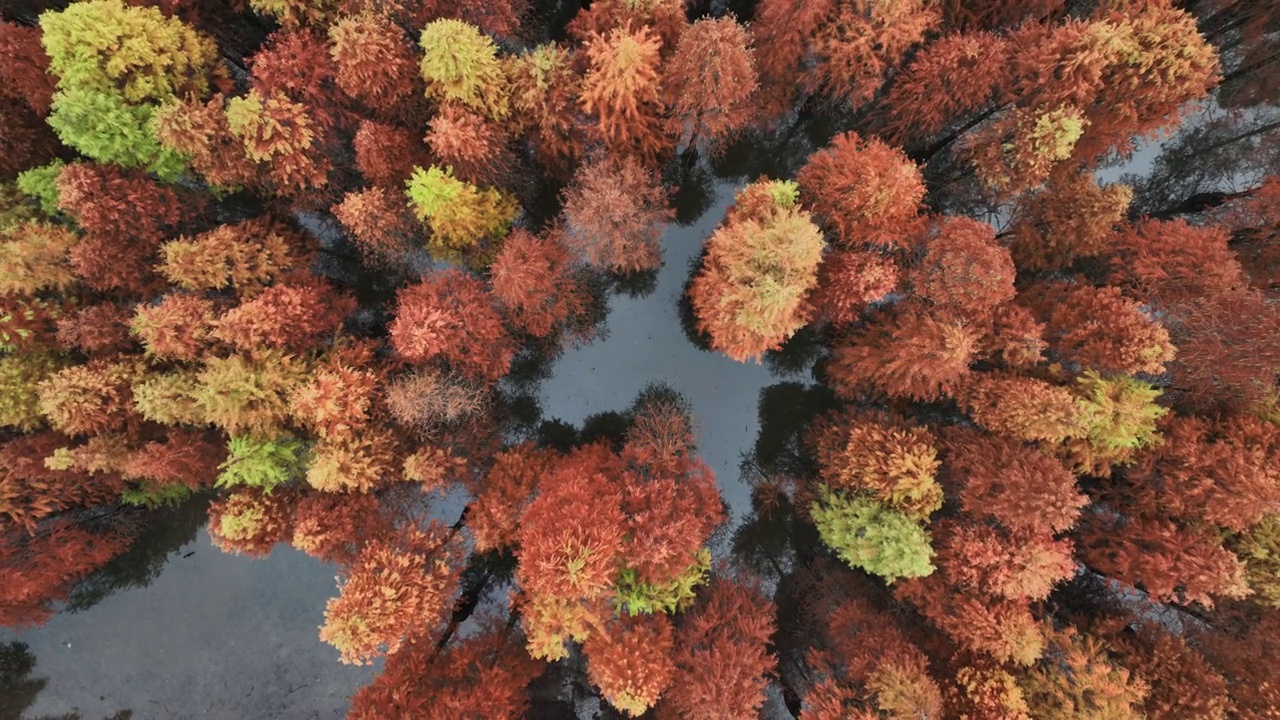 秋天水杉林的鸟瞰图视频素材