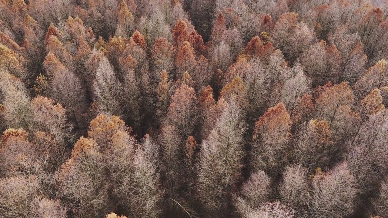 秋天水杉林的鸟瞰图视频素材