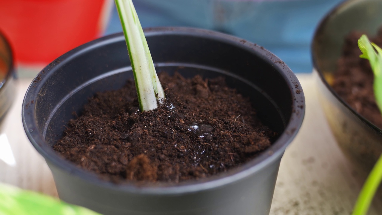 一个女人正在用盆栽植物浇地。Scindapsus黄金视频素材