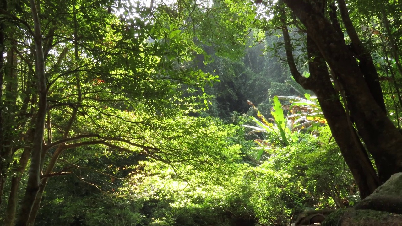 在雨林中流动的溪水视频素材