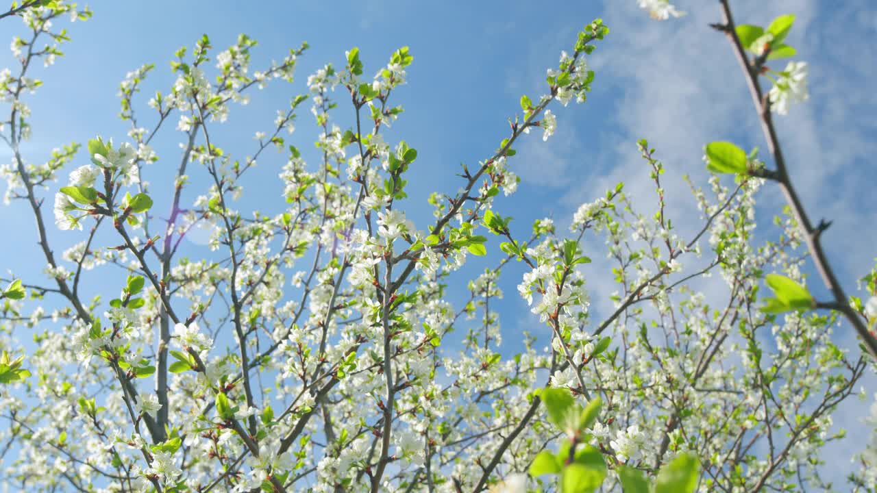 春天开花的树。樱花盛开。春天的大自然。广角镜头。视频素材