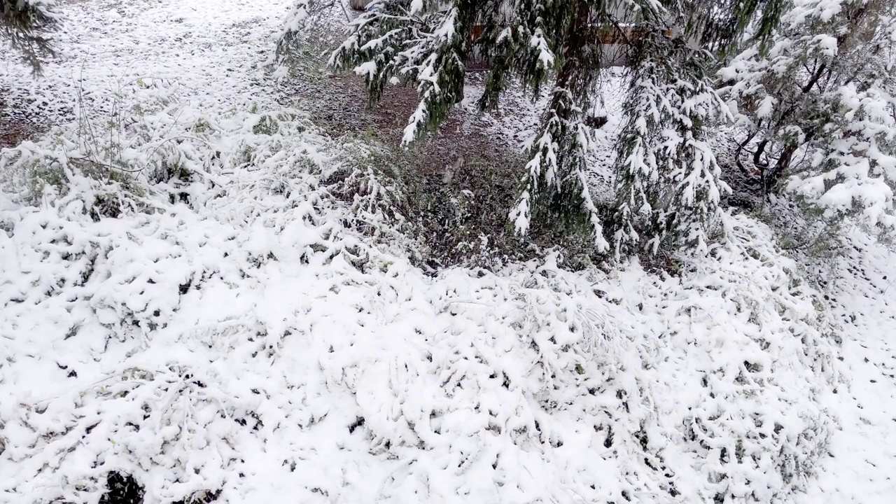 森林里被雪覆盖的树木，冬季景观视频素材