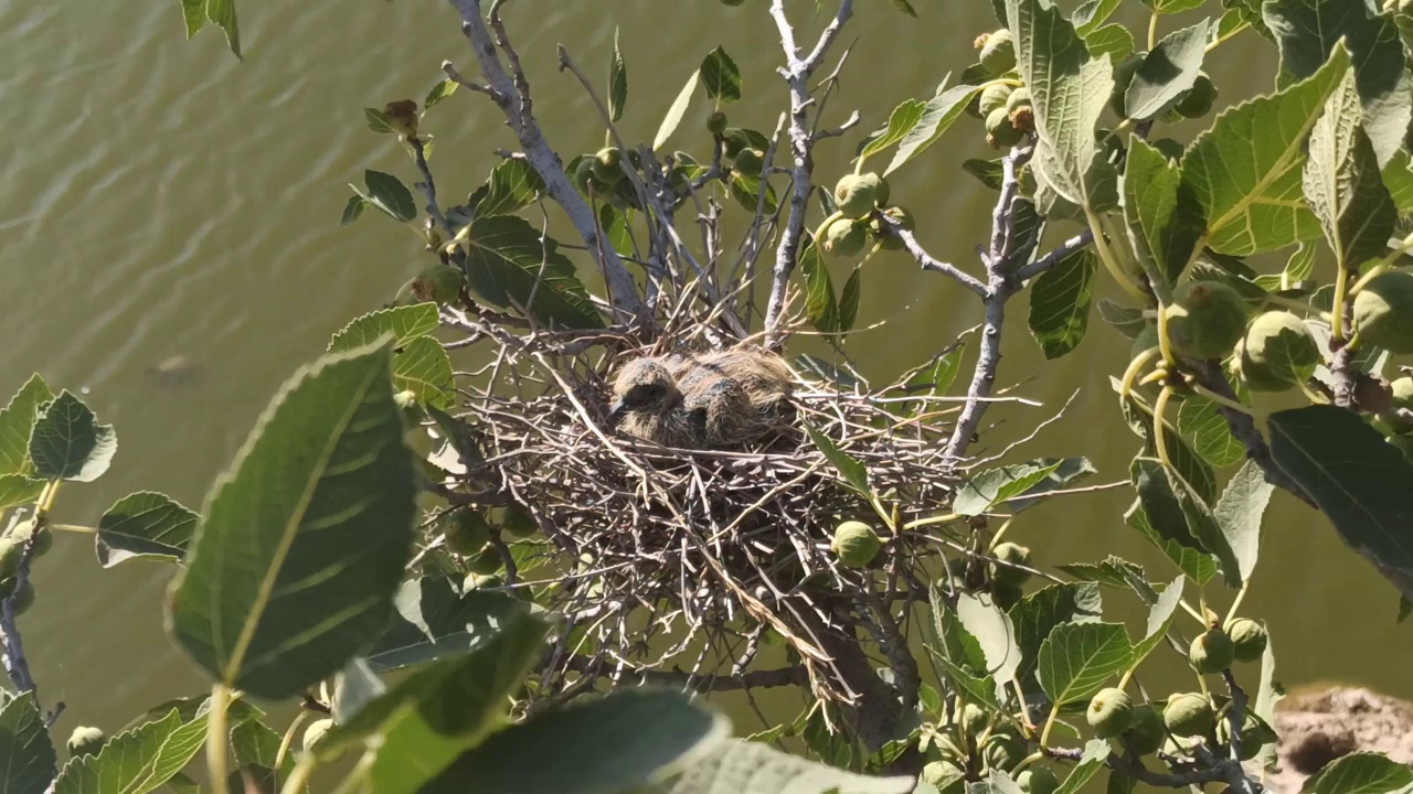 Nest在哪里视频下载