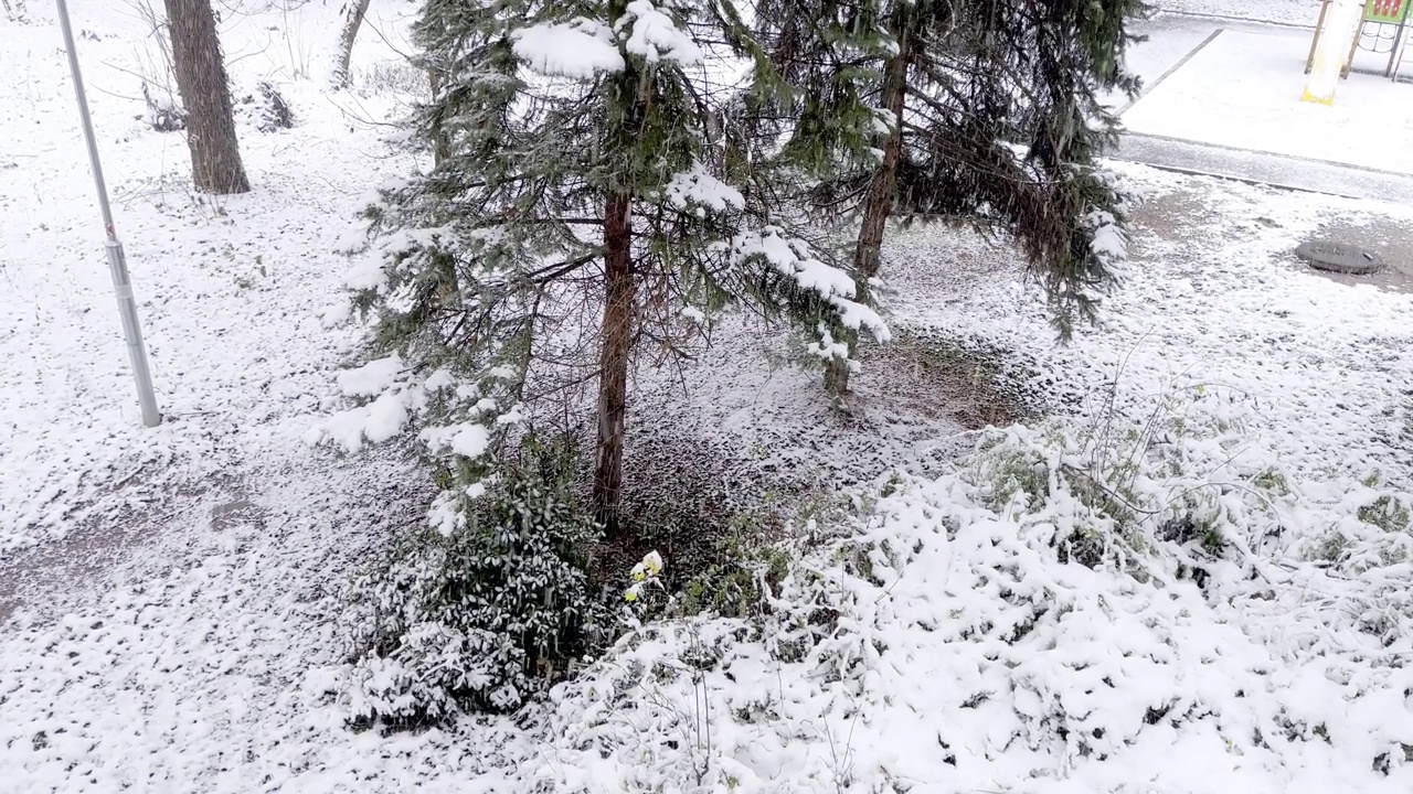 森林里被雪覆盖的树木，冬季景观视频素材