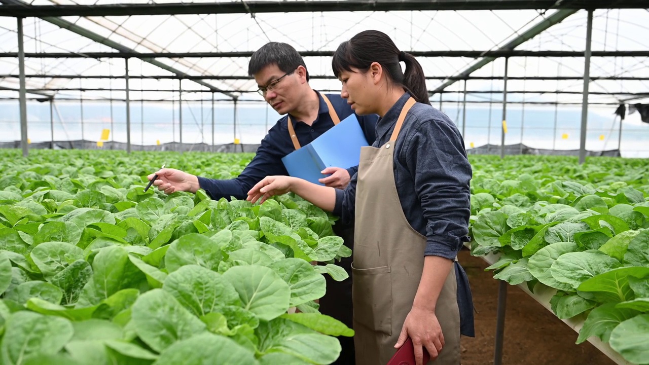 两个农学家在有机农场的温室里研究水培蔬菜视频素材