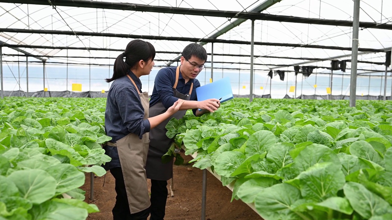 两个农学家在有机农场的温室里研究水培蔬菜视频素材