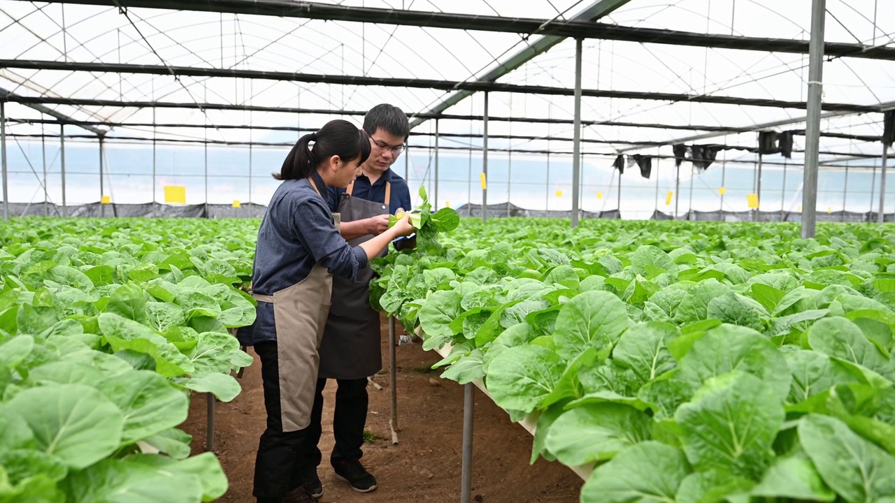 两个农学家在有机农场的温室里研究水培蔬菜视频素材