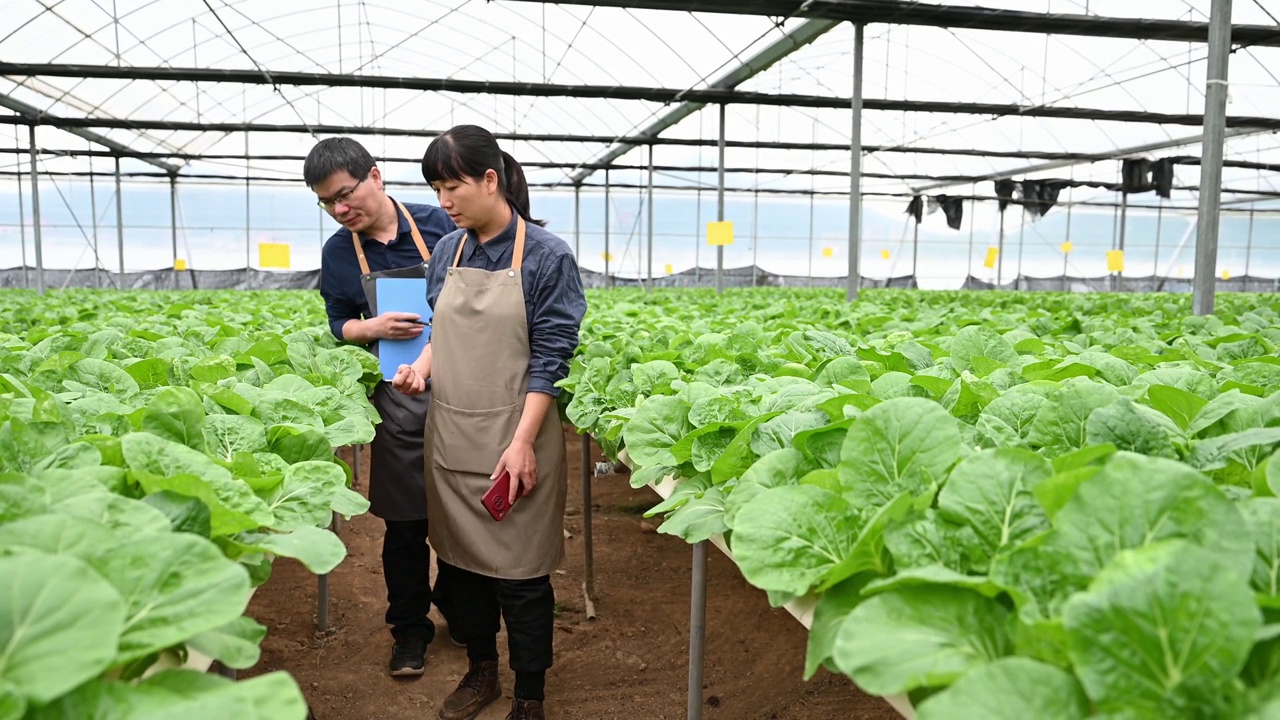 两个农学家在有机农场的温室里研究水培蔬菜视频素材