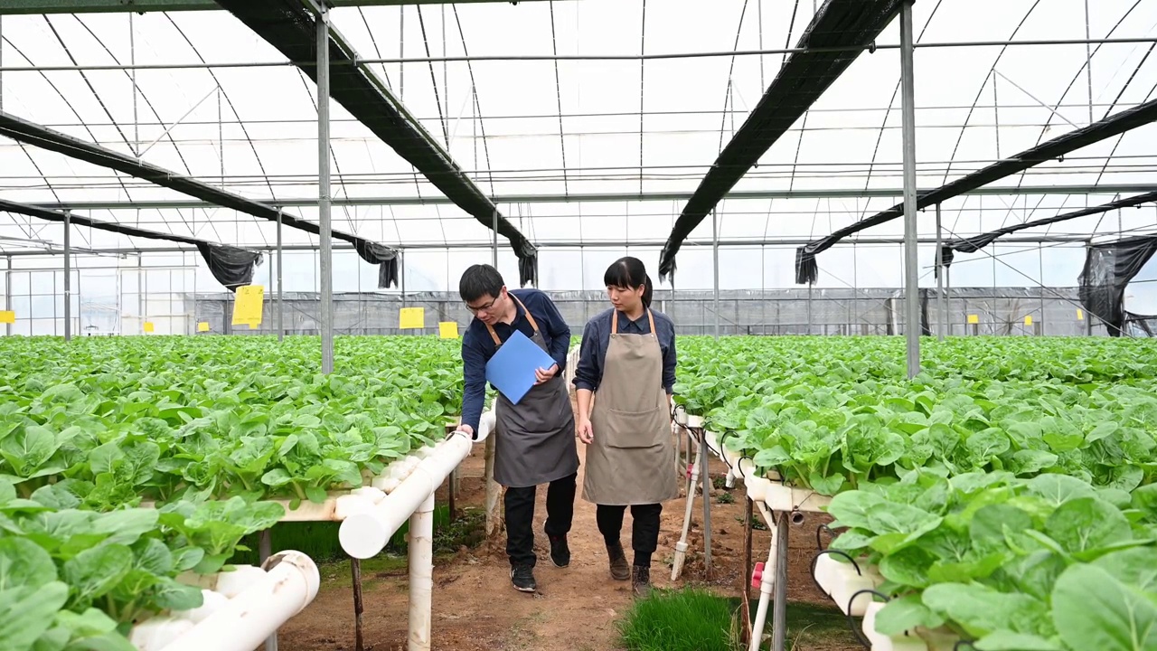 两个农学家在有机农场的温室里研究水培蔬菜视频素材