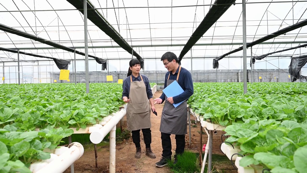 两个农学家在有机农场的温室里研究水培蔬菜视频素材