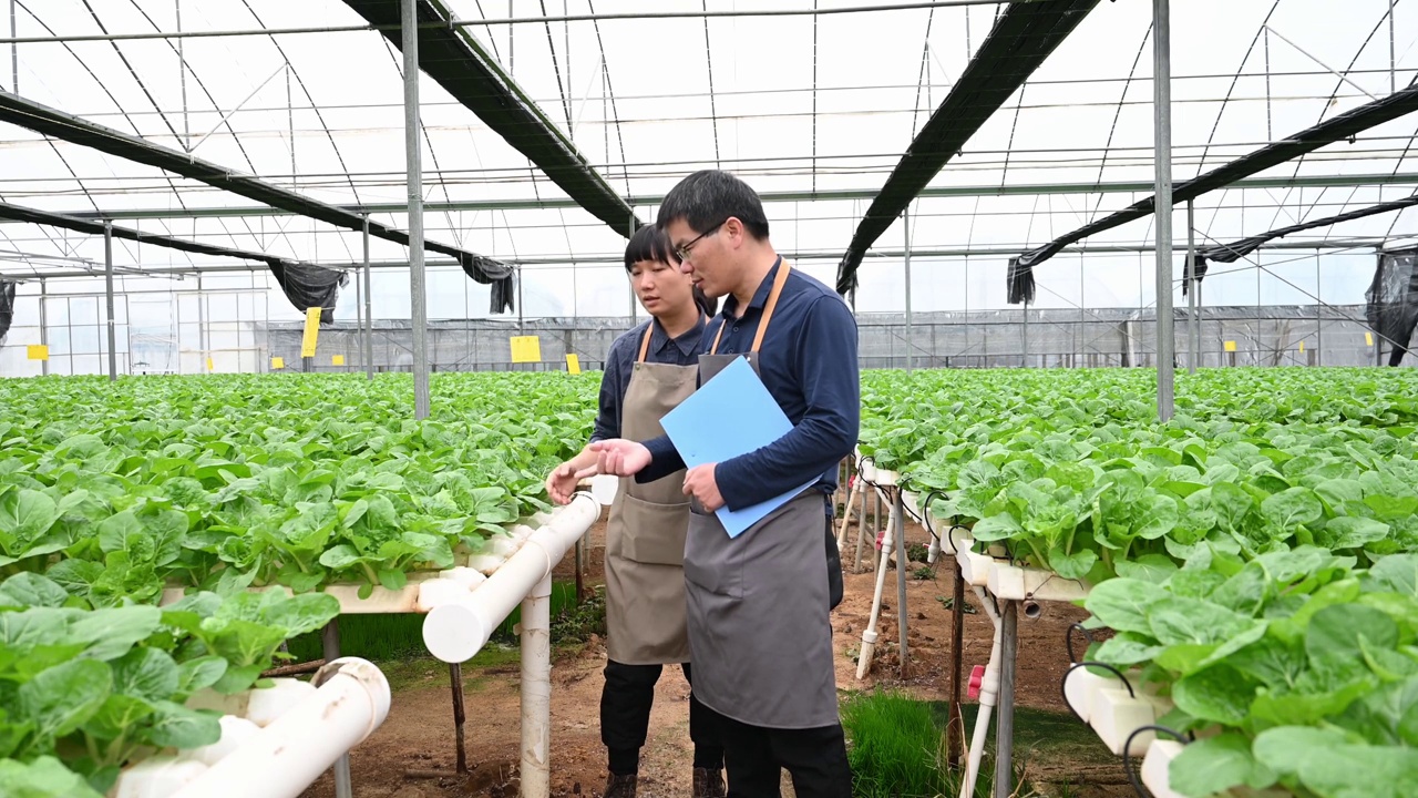 两个农学家在有机农场的温室里研究水培蔬菜视频素材