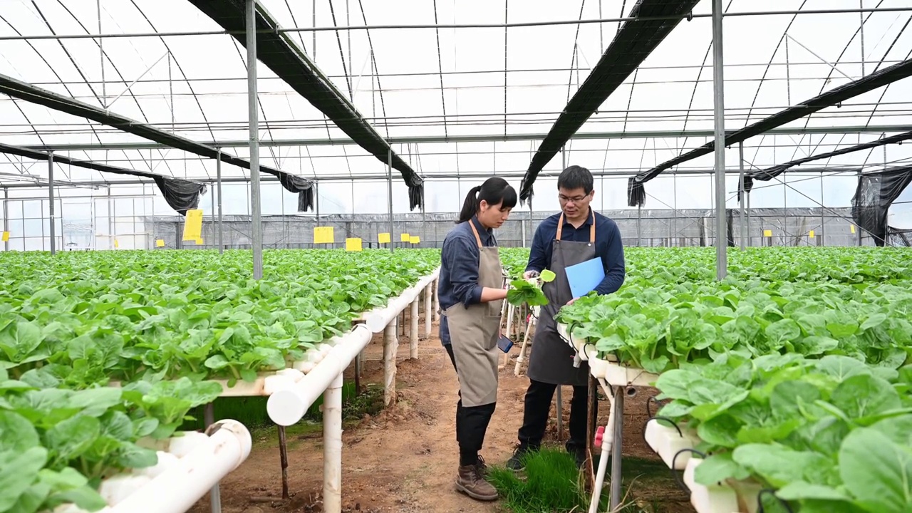 两个农学家在有机农场的温室里研究水培蔬菜视频素材