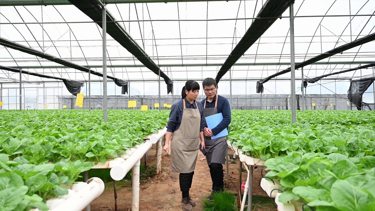 两个农学家在有机农场的温室里研究水培蔬菜视频素材